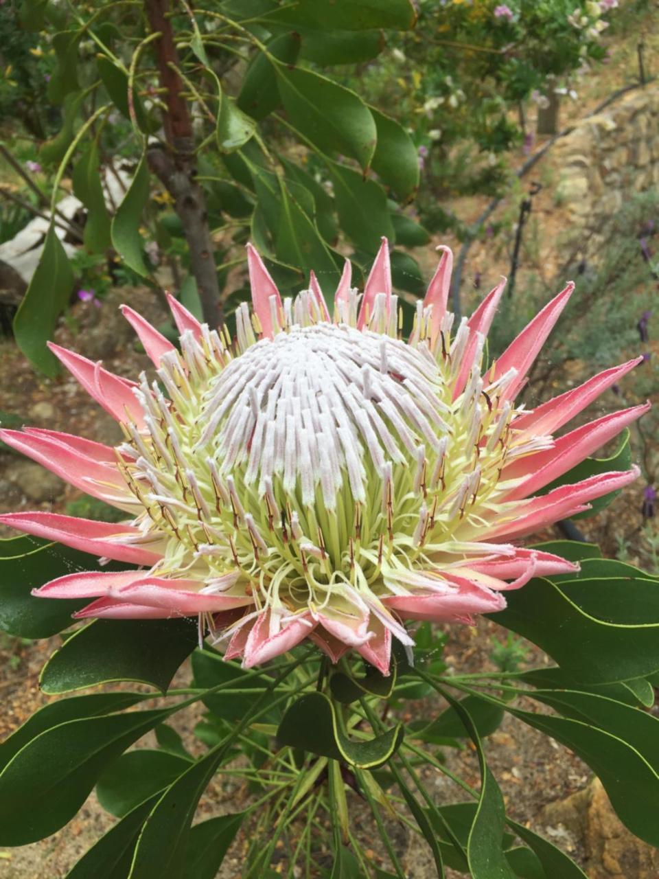 Lalapanzi Lodge Somerset West Bagian luar foto